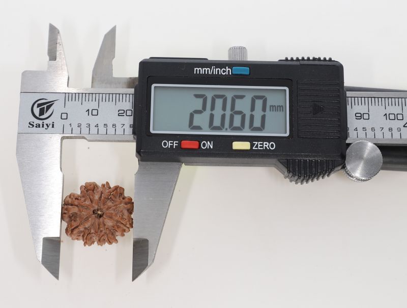 10 Mukhi Rudraksha - 2.73 Grams Weight - Origin - Nepal