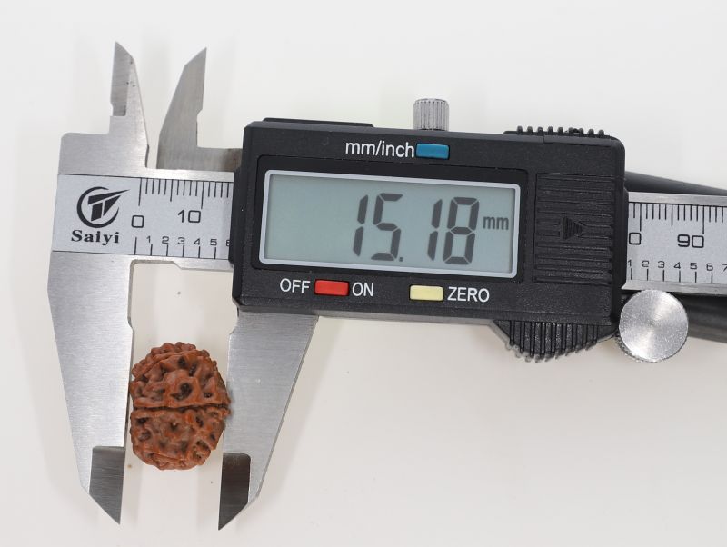 10 Mukhi Rudraksha - 2.94 Grams Weight - Origin - Nepal