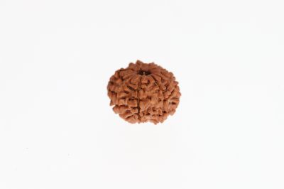 Rudraksha 10 Mukhi Brown - 2.98 Grams Weight - Origin - Nepal