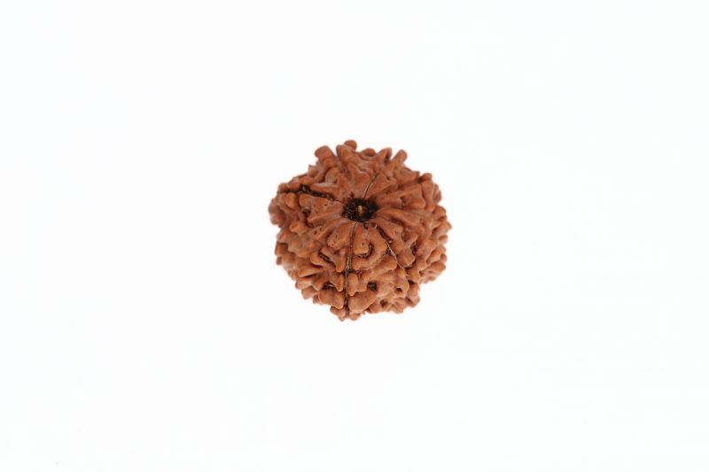 Rudraksha 10 Mukhi Brown - 2.98 Grams Weight - Origin - Nepal