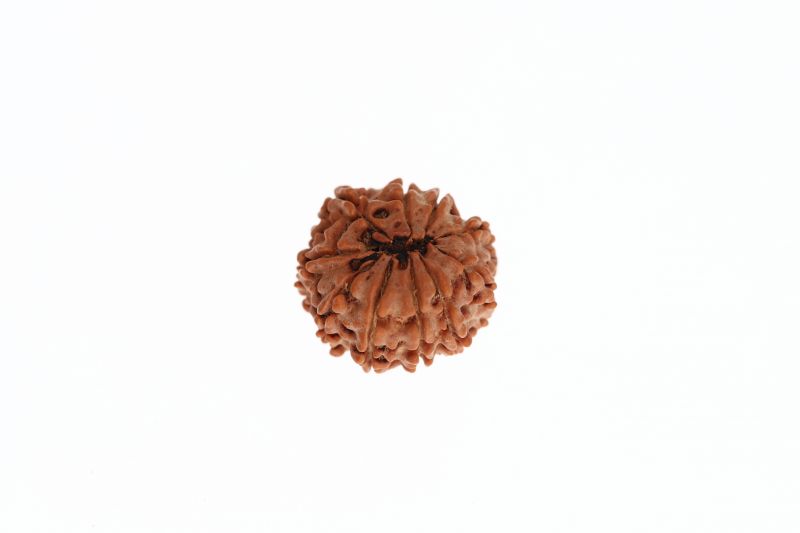Rudraksha 10 Mukhi Brown - 2.98 Grams Weight - Origin - Nepal