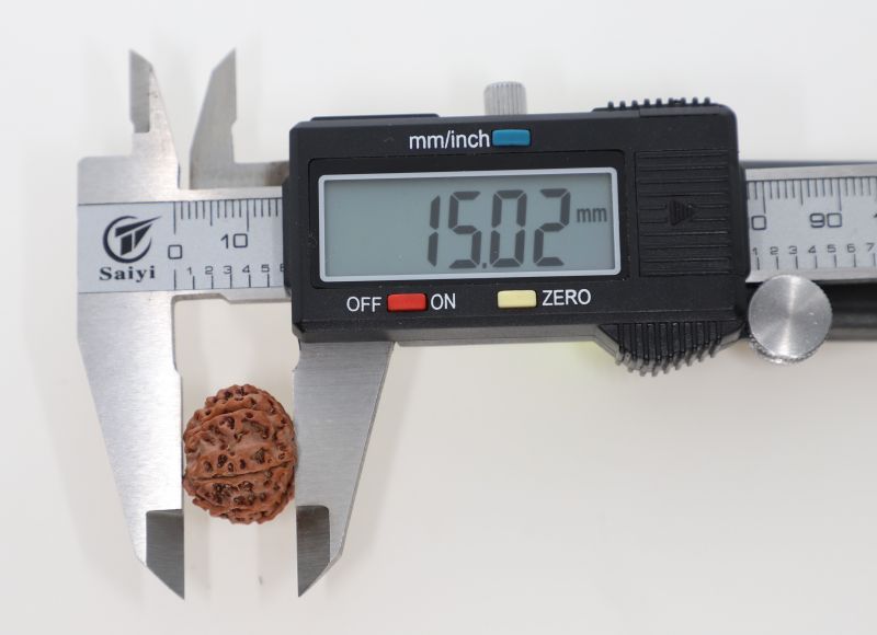 Rudraksha 10 Mukhi Brown - 2.98 Grams Weight - Origin - Nepal