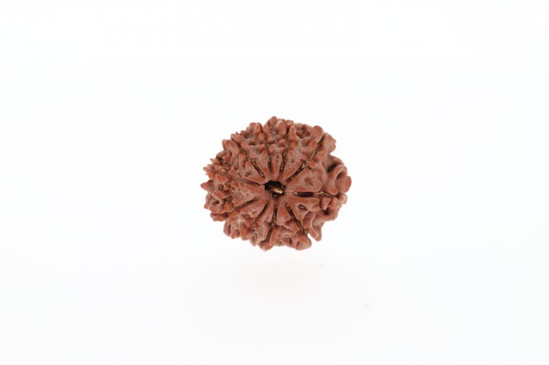 Rudraksha 10 Mukhi Brown - 2.73 Grams Weight - Origin - Nepal