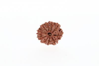 Rudraksha 10 Mukhi Brown - 2.73 Grams Weight - Origin - Nepal