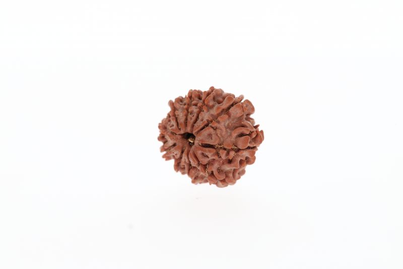 Rudraksha 10 Mukhi Brown - 2.73 Grams Weight - Origin - Nepal