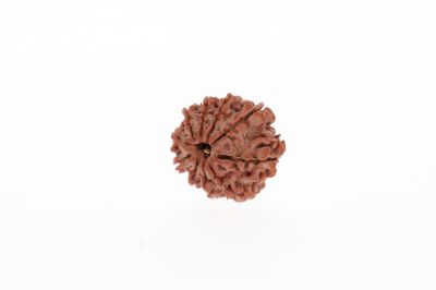 Rudraksha 10 Mukhi Brown - 2.73 Grams Weight - Origin - Nepal