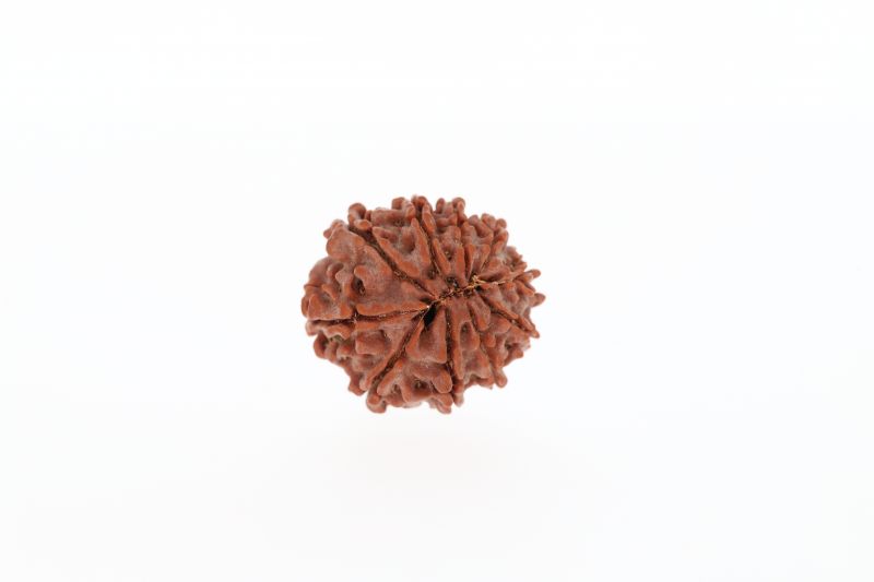 Rudraksha 10 Mukhi Brown - 2.73 Grams Weight - Origin - Nepal
