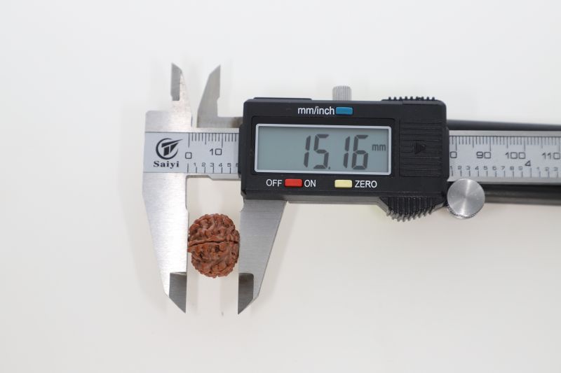 Rudraksha 10 Mukhi Brown - 2.73 Grams Weight - Origin - Nepal