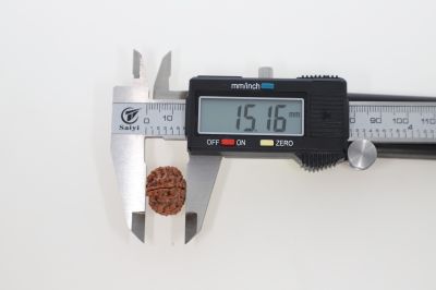 Rudraksha 10 Mukhi Brown - 2.73 Grams Weight - Origin - Nepal