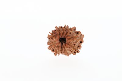 Rudraksha 10 Mukhi Brown - 2.53 Gram Weight - Origin - Nepal