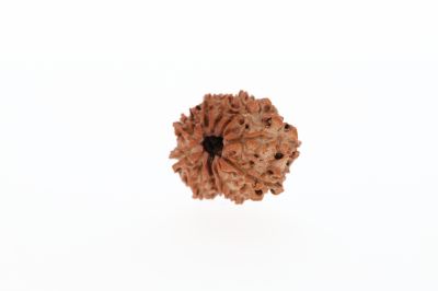 Rudraksha 10 Mukhi Brown - 2.53 Gram Weight - Origin - Nepal