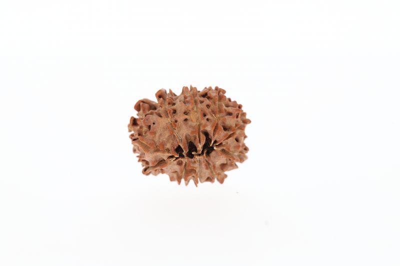 Rudraksha 10 Mukhi Brown - 2.53 Gram Weight - Origin - Nepal