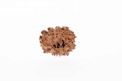 Rudraksha 10 Mukhi Brown - 2.53 Gram Weight - Origin - Nepal