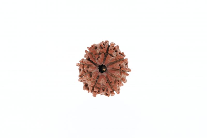 Rudraksha 10 Mukhi Brown - 2.56 Grams Weight - Origin - Nepal