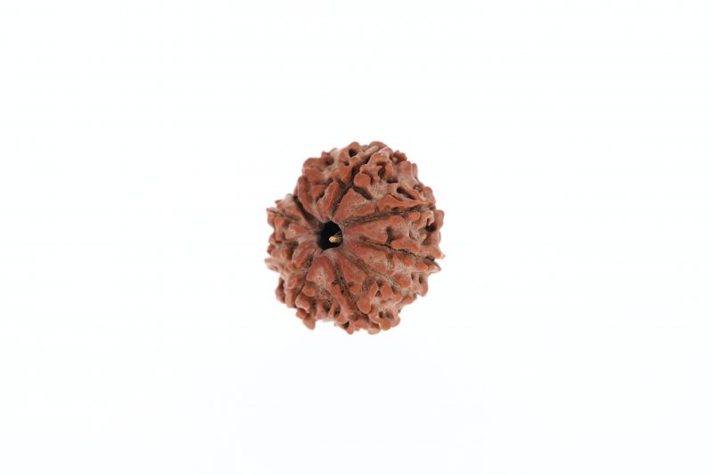 Rudraksha 10 Mukhi Brown - 2.56 Grams Weight - Origin - Nepal