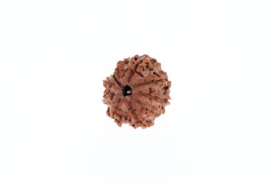 Rudraksha 10 Mukhi Brown - 2.56 Grams Weight - Origin - Nepal