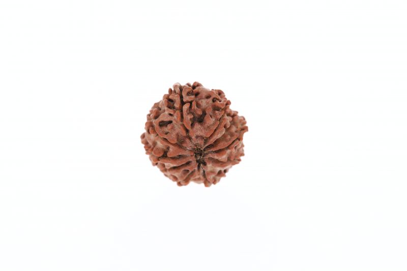 Rudraksha 10 Mukhi Brown - 2.56 Grams Weight - Origin - Nepal