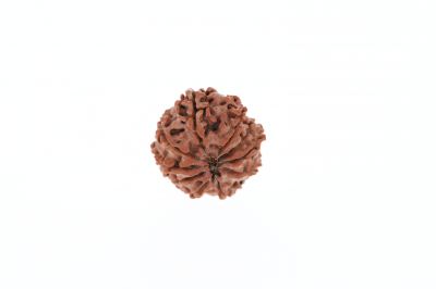 Rudraksha 10 Mukhi Brown - 2.56 Grams Weight - Origin - Nepal