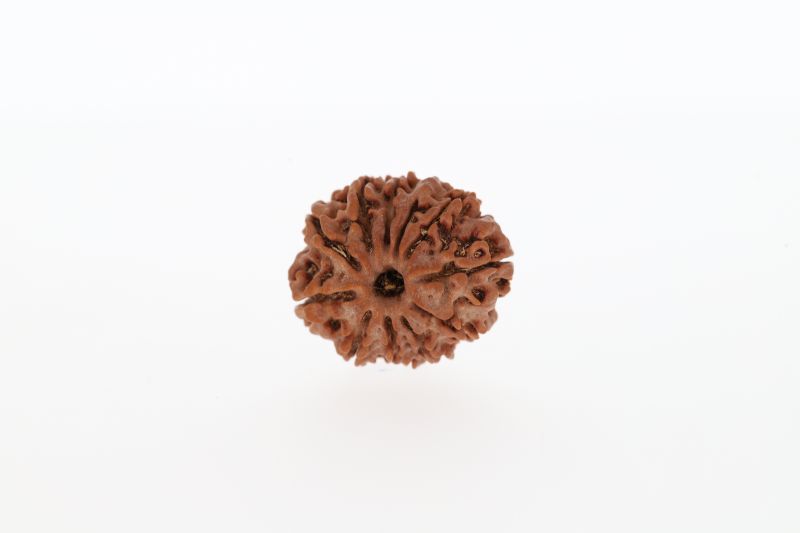 Rudraksha 10 Mukhi Brown - 2.83 Grams Weight - Origin - Nepal