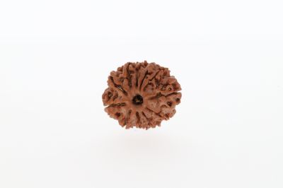 Rudraksha 10 Mukhi Brown - 2.83 Grams Weight - Origin - Nepal