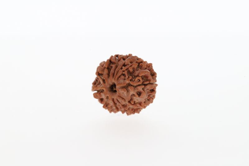 Rudraksha 10 Mukhi Brown - 2.83 Grams Weight - Origin - Nepal