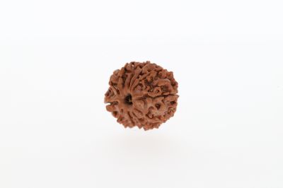 Rudraksha 10 Mukhi Brown - 2.83 Grams Weight - Origin - Nepal