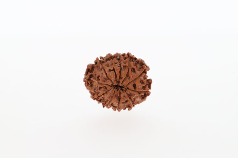 Rudraksha 10 Mukhi Brown - 2.83 Grams Weight - Origin - Nepal