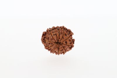 Rudraksha 10 Mukhi Brown - 2.83 Grams Weight - Origin - Nepal
