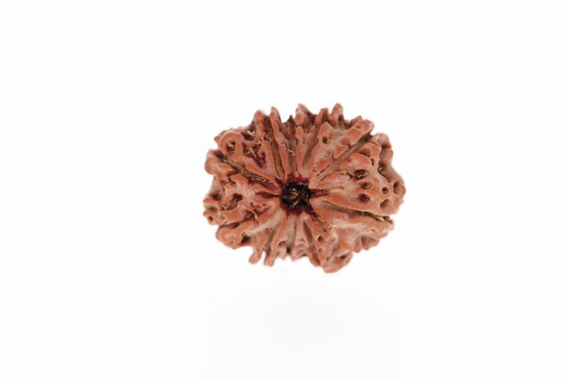 Rudraksha 10 Mukhi Brown - 2.92 Grams Weight - Origin - Nepal