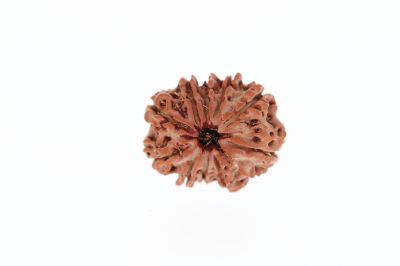 Rudraksha 10 Mukhi Brown - 2.92 Grams Weight - Origin - Nepal