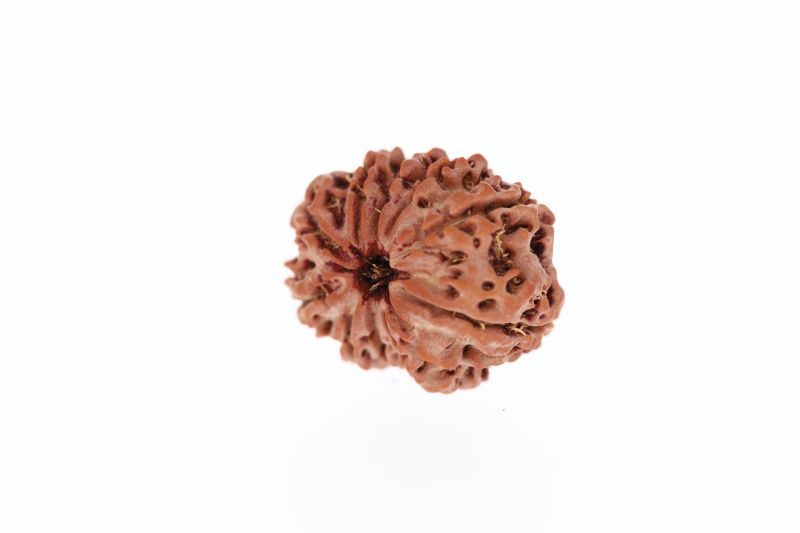 Rudraksha 10 Mukhi Brown - 2.92 Grams Weight - Origin - Nepal