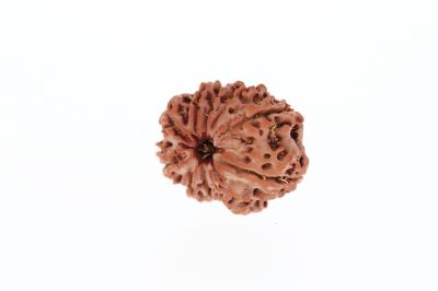 Rudraksha 10 Mukhi Brown - 2.92 Grams Weight - Origin - Nepal