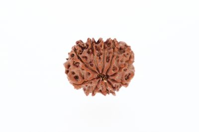 Rudraksha 10 Mukhi Brown - 2.92 Grams Weight - Origin - Nepal