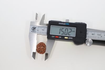 Rudraksha 10 Mukhi Brown - 2.92 Grams Weight - Origin - Nepal