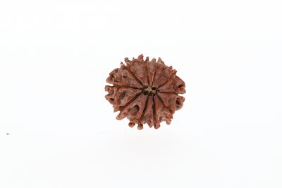 Rudraksha 10 Mukhi Brown - 2.91 Grams Weight - Origin - Nepal