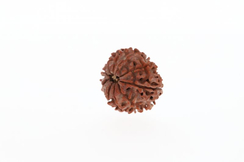 Rudraksha 10 Mukhi Brown - 2.91 Grams Weight - Origin - Nepal
