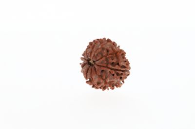 Rudraksha 10 Mukhi Brown - 2.91 Grams Weight - Origin - Nepal