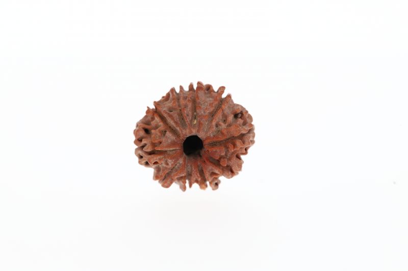 Rudraksha 10 Mukhi Brown - 2.91 Grams Weight - Origin - Nepal