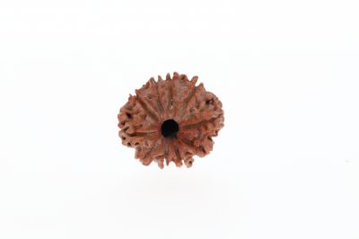 Rudraksha 10 Mukhi Brown - 2.91 Grams Weight - Origin - Nepal