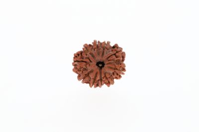 Rudraksha 10 Mukhi Brown - 3.00 Grams Weight - Origin - Nepal