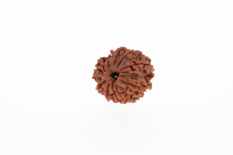 Rudraksha 10 Mukhi Brown - 3.00 Grams Weight - Origin - Nepal