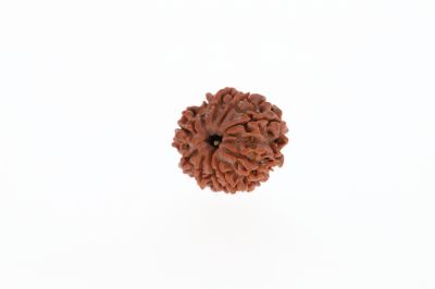 Rudraksha 10 Mukhi Brown - 3.00 Grams Weight - Origin - Nepal