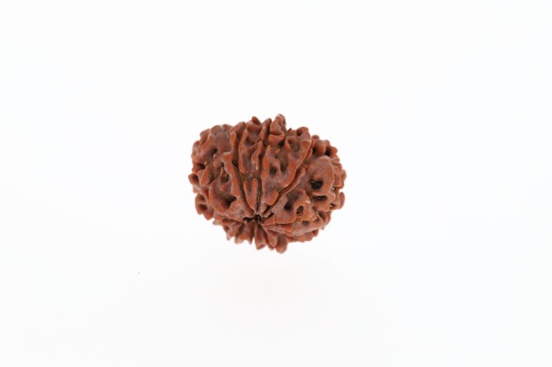 Rudraksha 10 Mukhi Brown - 3.00 Grams Weight - Origin - Nepal