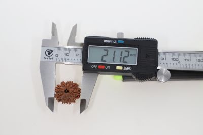 Rudraksha 10 Mukhi Brown - 3.00 Grams Weight - Origin - Nepal
