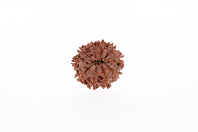 Rudraksha 10 Mukhi Brown - 2.61 Grams  Weight - Origin - Nepal