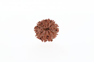 Rudraksha 10 Mukhi Brown - 2.61 Grams  Weight - Origin - Nepal