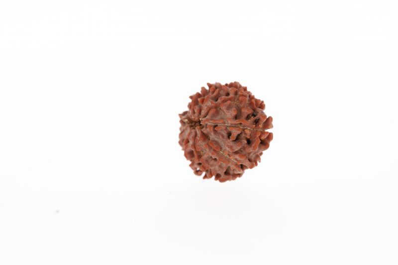 Rudraksha 10 Mukhi Brown - 2.61 Grams  Weight - Origin - Nepal