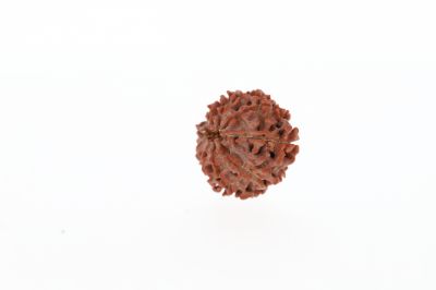Rudraksha 10 Mukhi Brown - 2.61 Grams  Weight - Origin - Nepal