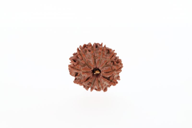 Rudraksha 10 Mukhi Brown - 2.61 Grams  Weight - Origin - Nepal