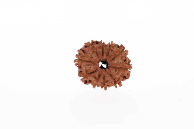 Rudraksha 10 Mukhi Brown -2.84 Grams Weight - Origin - Nepal